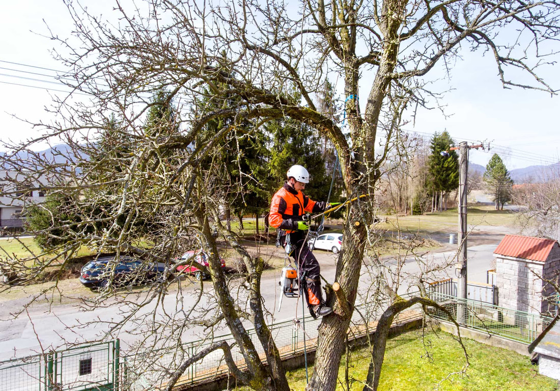 A tree surgeon climbing a tree in a residential neighborhood and trimming its dead branches. This process helps preserve the health of the tree.