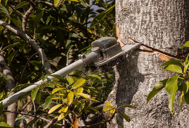 An extendable saw being used to cut grooves into a tree trunk. The tree is then being trimmed.