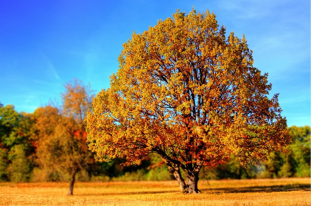 A scenic view of an oak tree in front of a forest of other trees in Schaumburg Illinois. All of the trees are orange, yellow, and red.