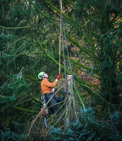 An arborist ascending a tree in Schaumburg IL and removing the top of the tree. The arborist is bringing the branches down with a crane and ropes.