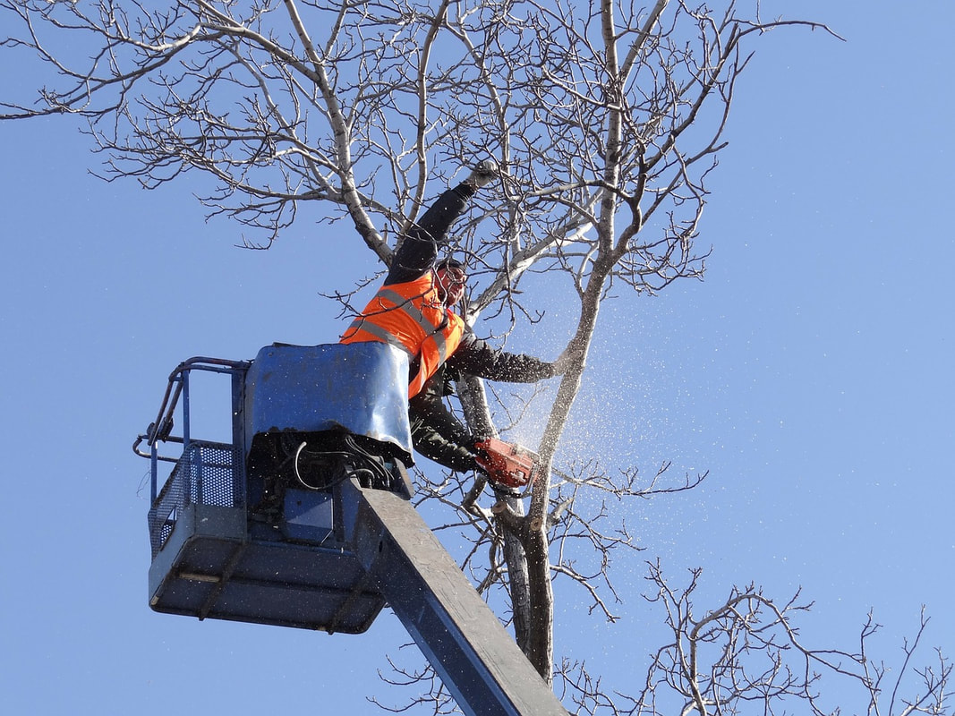 Two men in high visibility clothing removing a hazardous tree from a yard during an emergency.